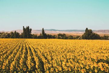 Satılık Konteyner Yozgat